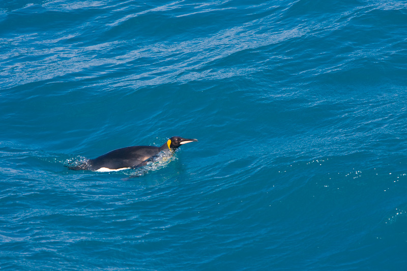 King Penguin Swimming